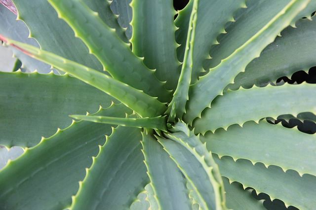 15 Plants That Help Improve The Air Quality In Your Home