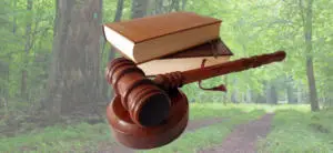 Gavel and block, books in woods background