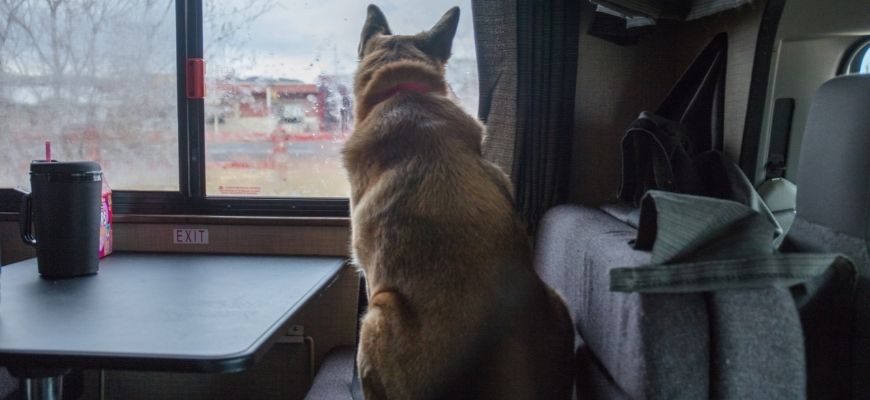 Pets in RV