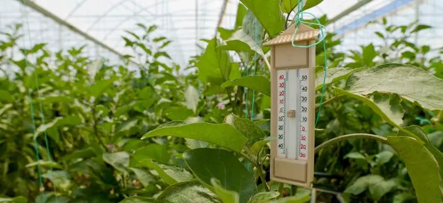 a hanging thermometer tracking humidity in a greenhouse