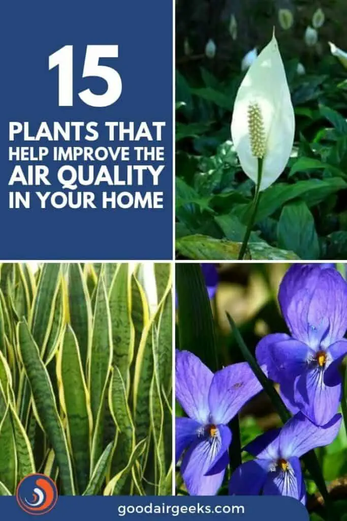  Plants That Help Improve The Air Quality In Your Home (1)